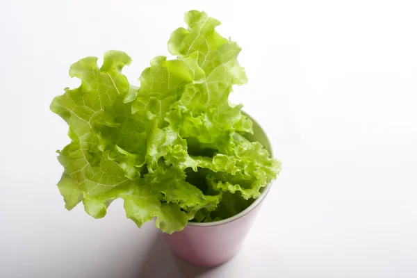 stock image Green lettuce in a mug