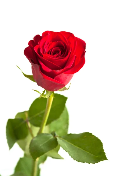 Blume der roten Rose — Stockfoto