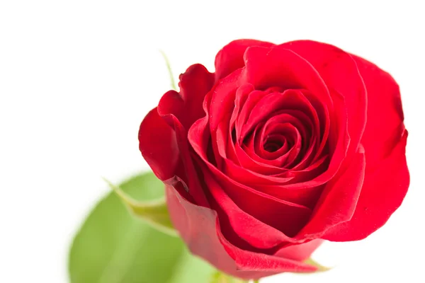 Blume der roten Rose — Stockfoto