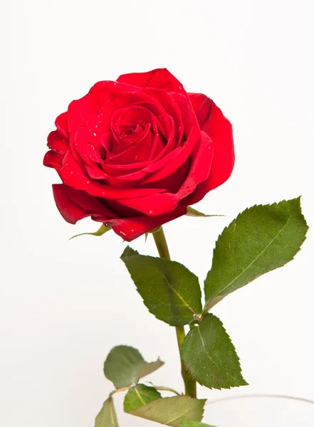 Blomma Röd Ros Vit Bakgrund — Stockfoto