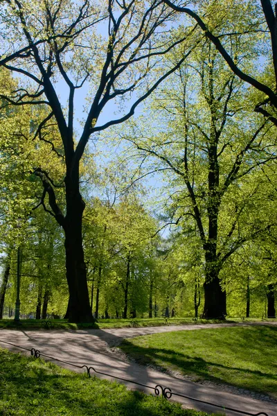 güzel yaz peyzaj park arka plan mavi gökyüzü üzerinde caddeleri ile