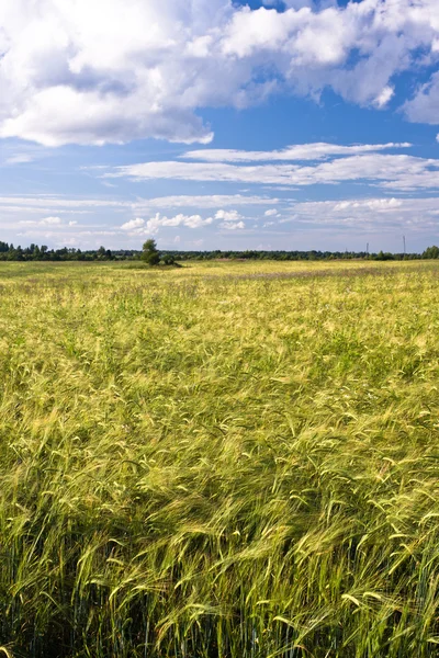 stock image Field of the eared wheat