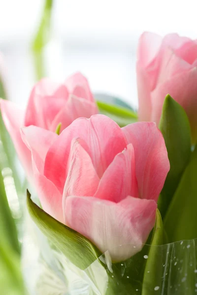 Tulipán Fehér Alapon Rózsaszín Virág — Stock Fotó