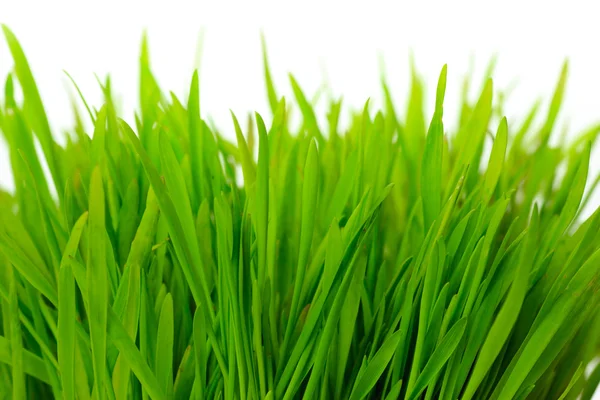Green Grass Light Background Close — Stock Photo, Image