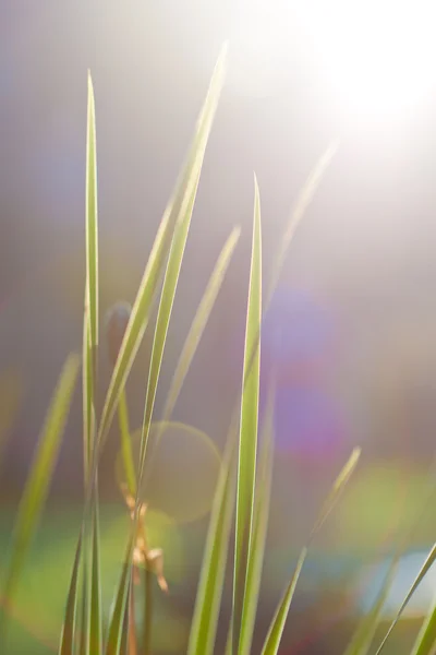 stock image Juicy green grass in the rays of a sun at natural illumination