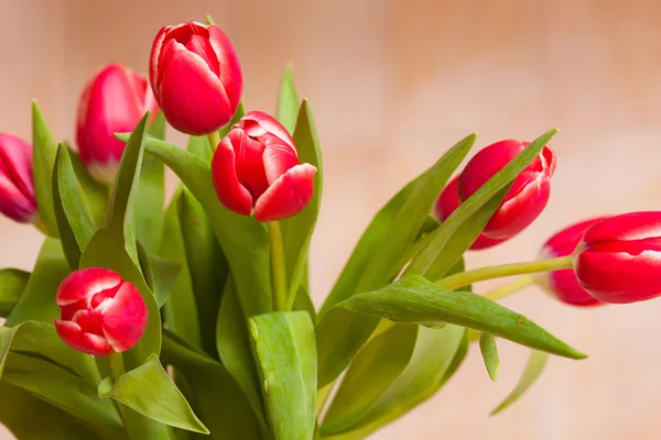 Nagy Gyönyörű Csokor Világos Piros Tulipán — Stock Fotó