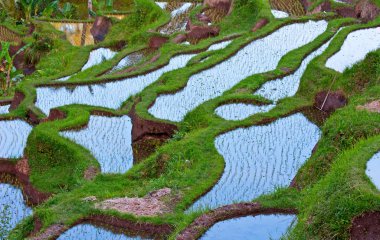 Rice fields clipart