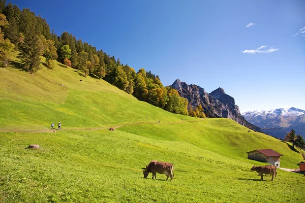 Jesień Lato Indyjskie Alpach Szwajcarskich — Zdjęcie stockowe
