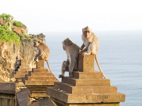 stock image Monkey (Macaca fascicularis)