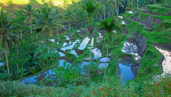 Campo de arroz tradicional com terraço balinês — Fotografia de Stock