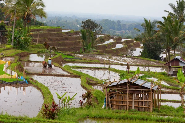 Campo di riso terrazzato — Foto Stock