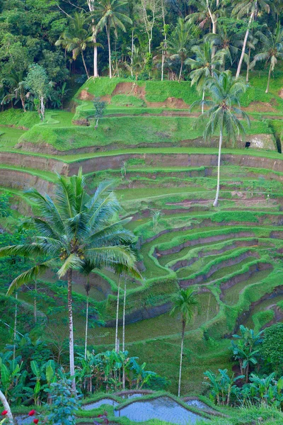 Tradizionale campo di riso balinese terrazzato — Foto Stock