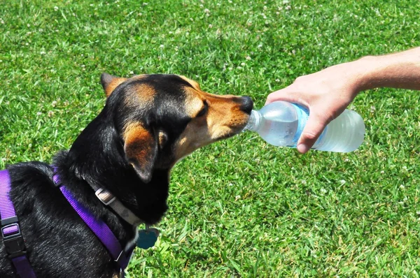 Pes pitná voda — Stock fotografie