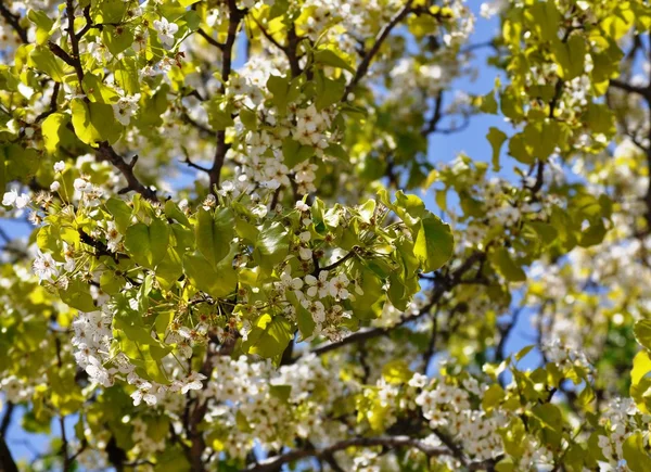 stock image Flowers Plants