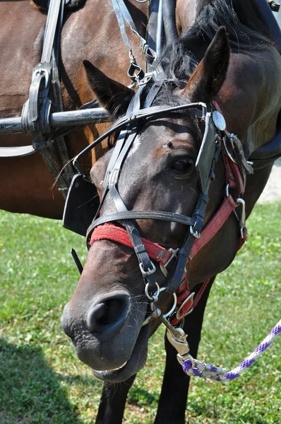 Cavalo sobre cordão — Fotografia de Stock