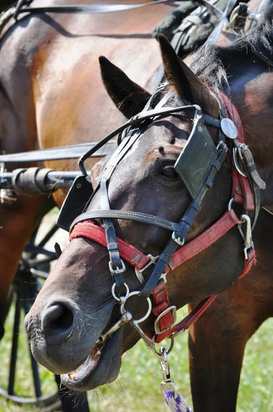 stock image Horse on tether