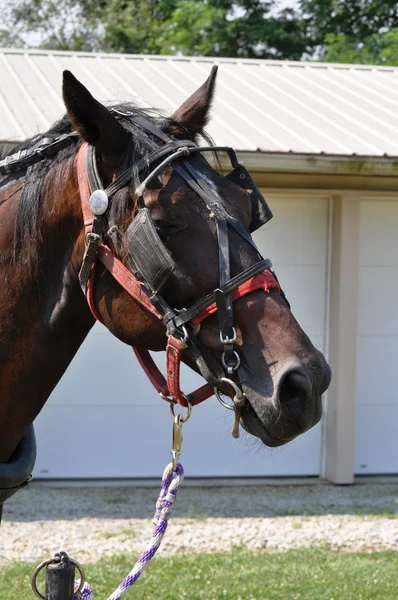 stock image Horse on tether