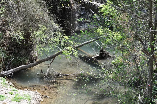 Río a través del árbol — Foto de Stock