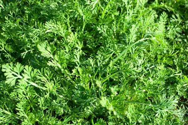 stock image Green spices grass background in the spring morning