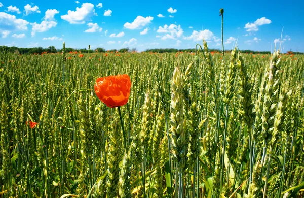 春小麦畑とポピー — ストック写真