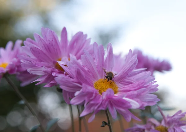 Aster with bee — Stock Photo, Image