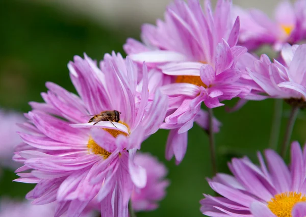 Aster arı ile