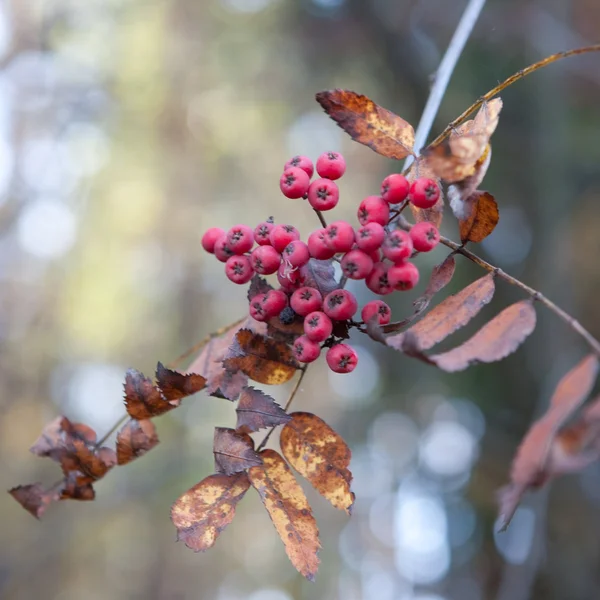 Red ash-berry close-up backgrounde in autumn — Stock Photo, Image
