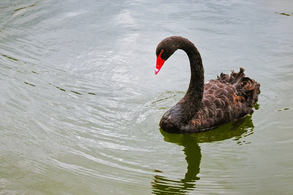 Black SWAN on water — Stock Photo, Image