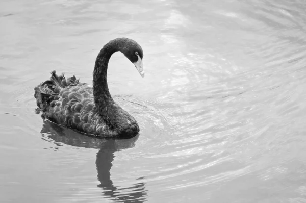 Černá labuť na vodě — Stock fotografie