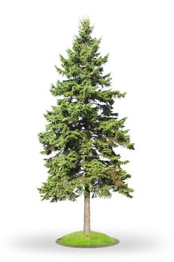 Spruce isolated on white clipart