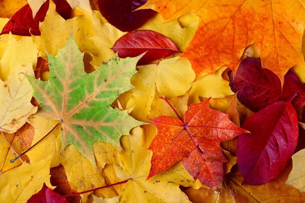 Autumn leaves on the ground — Stock Photo, Image