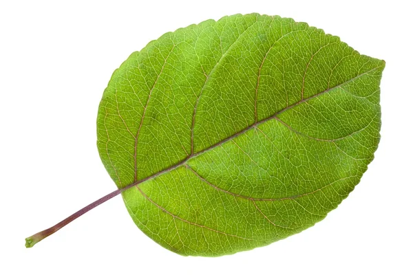 Green apple leaf — Stock Photo, Image