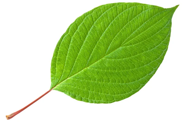 Green leaf with red stem — Stock Photo, Image