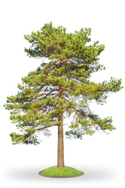 Scotch fir on white — Stock Photo, Image