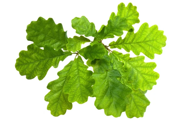 Oak Leaves — Stock Photo, Image