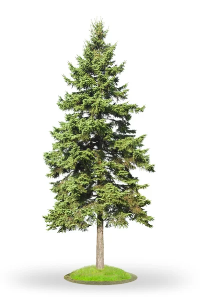 Spruce isolated on white — Stock Photo, Image