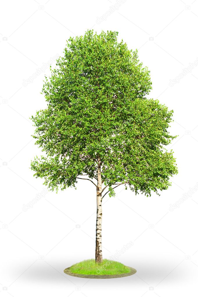 Birch tree isolated on white