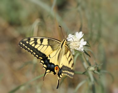 Papilio machaon