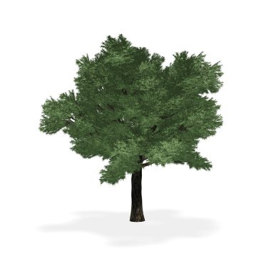 Highly detailed tree clipart