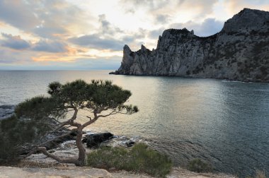 dağlar ve deniz ağacı