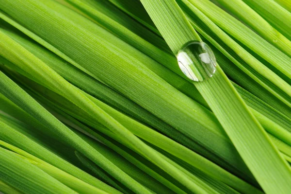 Drops on a grass — Stock Photo, Image