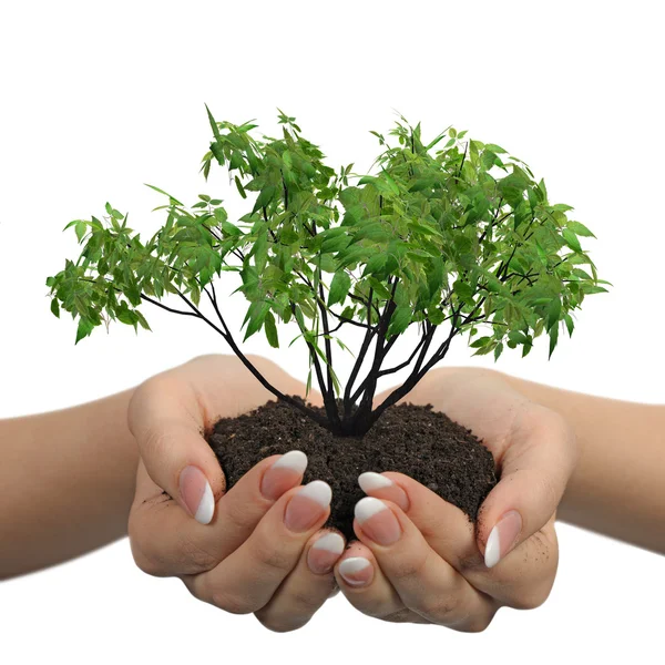 Female hands with soil and a plant — Stock Photo, Image