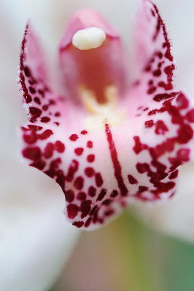 Orchid closeup — Stock Photo, Image