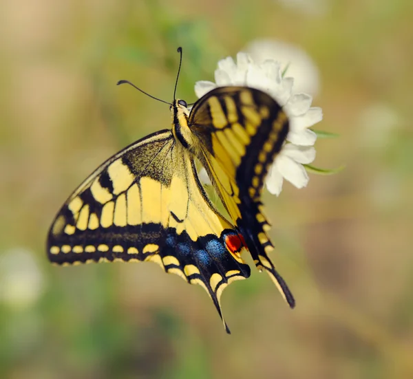 Papilio machaon — Zdjęcie stockowe