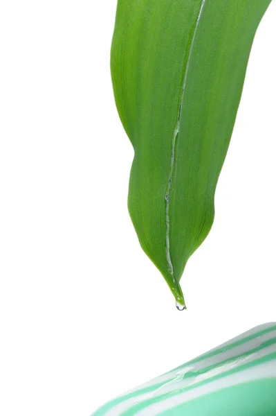 Rinner ner vatten på ett blad på tvål — Stockfoto