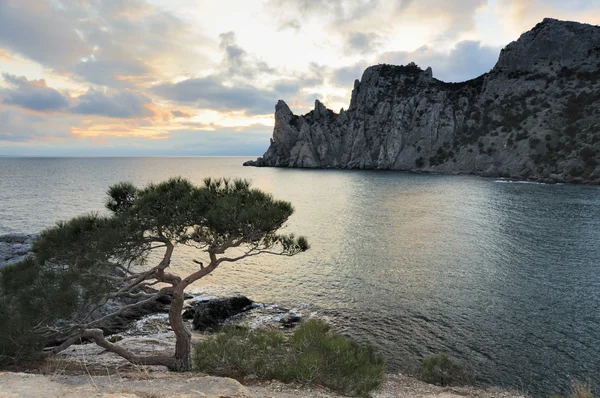 De boom van de zee en de bergen — Stockfoto