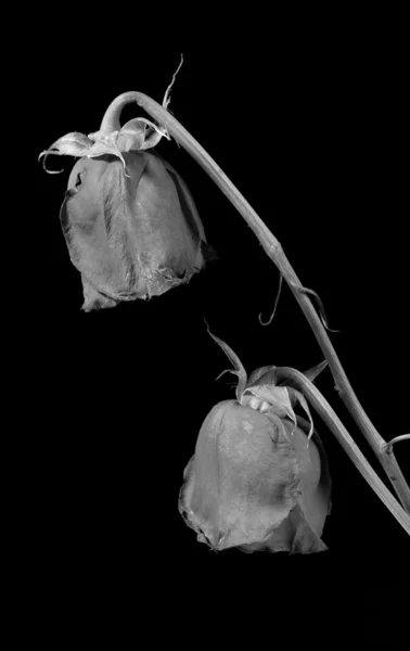 Duas rosas secas monocromáticas — Fotografia de Stock