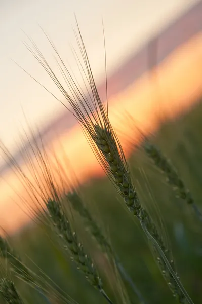 Weizen und Sonnenuntergang — Stockfoto