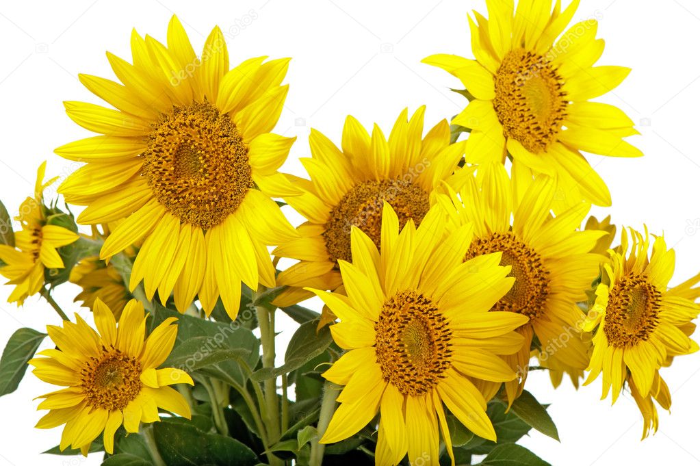 Sunflowers isolated