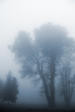 Tree in a fog. clipart